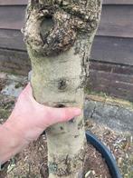 Mooie Olijfboom - 160 cm, Stam 35/45 cm, Bloeit niet, 100 tot 250 cm, Olijfboom, Ophalen