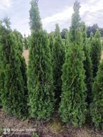 Coniferen levensboom Thuja smaragd 80 tot 225cm haag planten, Ophalen of Verzenden, Conifeer, Struik, 100 tot 250 cm