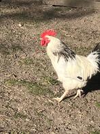 Haan, Dieren en Toebehoren, Mannelijk, Kip