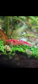 Red Rili garnalen, Kreeft, Krab of Garnaal