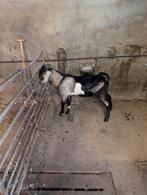 Nubische bokken, Dieren en Toebehoren, Schapen, Geiten en Varkens, Mannelijk, Schaap