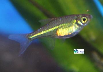 Groene Rasbora beschikbaar voor biedingen