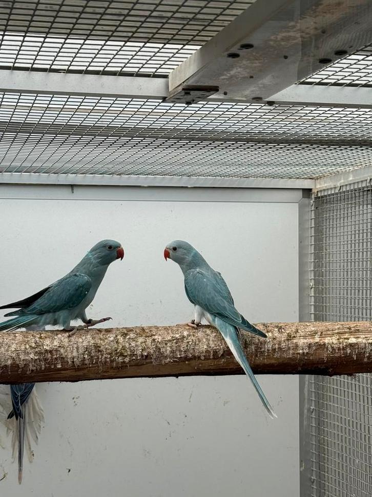 Jonge halsbandparkieten - halsband parkiet om tam te maken, Dieren en Toebehoren, Vogels | Parkieten en Papegaaien, Parkiet, Meerdere dieren