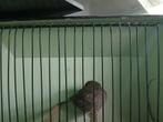 Koppel gloster blauw, Dieren en Toebehoren, Meerdere dieren, Postuurkanarie