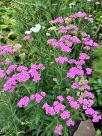 Achillea millefolium zaden roze “Duizendblad”, Ophalen of Verzenden, Voorjaar, Volle zon, Zaad