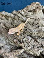 Wimper gekko / Correlophus ciliatus / flame, Dieren en Toebehoren, Hagedis
