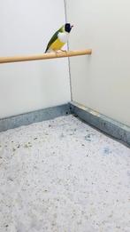 te koop koppels gouldamadines, Dieren en Toebehoren, Vogels | Overige Vogels, Meerdere dieren, Tropenvogel