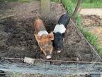 Husumer gelt van 6 maanden oud, Dieren en Toebehoren, Schapen, Geiten en Varkens, Mannelijk, Varken, 0 tot 2 jaar