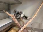 Joa, white ebony curly carrier chinchila bokje, Dieren en Toebehoren, Knaagdieren, Mannelijk, Chinchilla, Voor 1 juli 2024