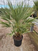 Chamaerops Humulis palmboom pot 30, Ophalen, Zomer, Volle zon, Palmboom