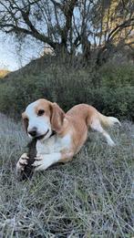 Lieve beagle Rick wil genieten. Verblijft in Cyprus, 6 jaar of ouder, Buitenland, Parvo, Eén hond