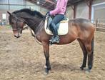 Superbrave 7  jr allrounder 1,63mtr (recreatie-manege-sport), Merrie, 7 tot 10 jaar, 160 tot 165 cm, Recreatiepaard