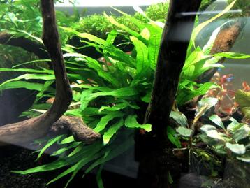 Aquariumplanten - Javavaren Narrow beschikbaar voor biedingen