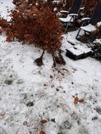 Beukenhaag, Ophalen of Verzenden, Bloeit niet, Halfschaduw, Overige soorten