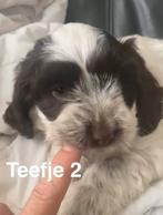 Unieke kruising Engelse Cocker spaniel / Maltezer mini’s, Overige rassen, CDV (hondenziekte), 8 tot 15 weken, Meerdere