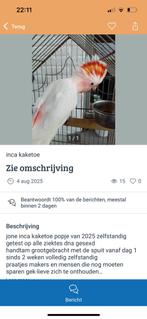 Oplichter uit Belgie!, Dieren en Toebehoren, Meerdere dieren, Papegaai, Pratend