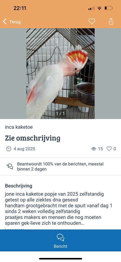 Oplichter uit Belgie!, Dieren en Toebehoren, Vogels | Parkieten en Papegaaien, Papegaai, Meerdere dieren, Pratend, Tam, Geringd
