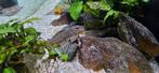 L066 en L333, afrikaanse chichliden en meer, Dieren en Toebehoren, Vissen | Aquariumvissen, Vis, Zoetwatervis