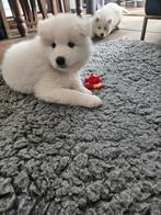 Samojeed pup  1 reutje, Dieren en Toebehoren, Honden | Poolhonden, Keeshonden en Oertypen, Reu, 8 tot 15 weken, Poolhond, Eén hond