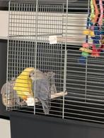 De blauwe agapornis zoekt een nieuw huisje, Dieren en Toebehoren, Vogels | Parkieten en Papegaaien, Geslacht onbekend, Dwergpapegaai of Agapornis