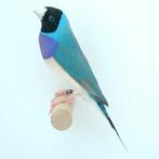 Gezocht (pop) blauwe zwartkop (PB/WB) gouldamadine, Dieren en Toebehoren, Meerdere dieren