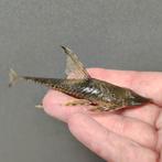 sturisoma barbatum, Dieren en Toebehoren, Vissen | Aquariumvissen, Vis