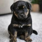 Labrador/ rotweiler kruising, Overige rassen, 8 tot 15 weken, Meerdere, Meerdere dieren