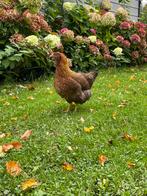 Welsumer kippen (groot soort), Dieren en Toebehoren, Pluimvee, Meerdere dieren, Kip