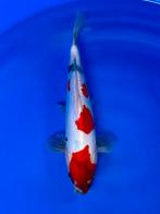VHQ Jumbo Tosai Doitsu Showa 35-40cm Japanse koi, Dieren en Toebehoren, Karper of Koi