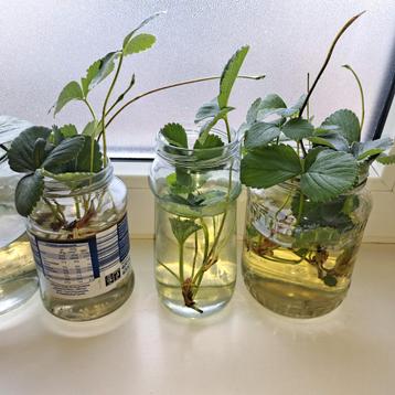 Aardbeienplanten - Jonge stekken beschikbaar voor biedingen