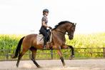 Equitraining by Roos, Diensten en Vakmensen, Dieren | Paarden | Verzorging, Oppas en Les, Verzorging of Verzorgpony's