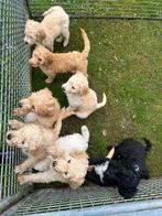 Labradoodle puppy’s te koop, Overige rassen, Meerdere, Meerdere dieren, Nederland