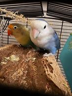 Twee mannetjes agapornis