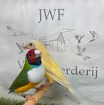Gouldamadine, Dieren en Toebehoren, Vogels | Overige Vogels, Meerdere dieren