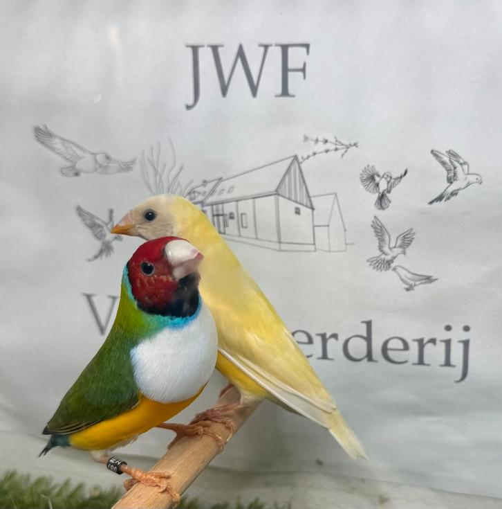 Gouldamadine, Dieren en Toebehoren, Vogels | Overige Vogels, Meerdere dieren