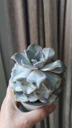 Echeveria Lilacina Ghost vetplant succulent, Vetplant, Ophalen of Verzenden, In pot, Minder dan 100 cm