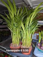 Kamerplanten, Huis en Inrichting, Kamerplanten, Ophalen of Verzenden, Halfschaduw, Minder dan 100 cm