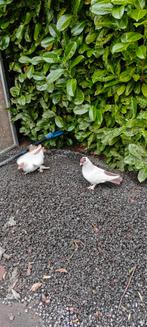 Duiven, Dieren en Toebehoren, Meerdere dieren