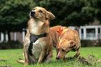 PATRICK & LUSY GELUKKIG SAMEN IN NL BIJ WIE MOGEN ZIJ WONEN?, Dieren en Toebehoren, Particulier, 1 tot 2 jaar, Buitenland, Parvo