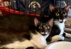 Een prachtig klein gezinnetje zoekt samen een nieuw thuis, Dieren en Toebehoren, Katten en Kittens | Overige Katten, Poes