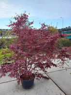 Acer ofwel Japanse Esdoorn vanaf €17,50, Ophalen, Bloeit niet, Overige soorten, Halfschaduw