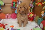 Mini / medium Australian labradoodle multigen  pups, Dieren en Toebehoren, Nederland, Overige rassen, 8 tot 15 weken, CDV (hondenziekte)