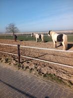 paardenstalling, Weidegang, 1 paard of pony
