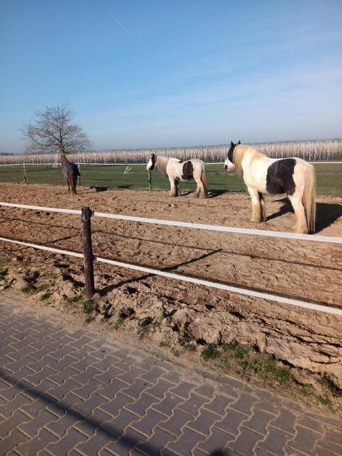 paardenstalling, Dieren en Toebehoren, Stalling en Weidegang, Weidegang, 1 paard of pony