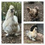Trio zijdehoen krielen, Dieren en Toebehoren, Pluimvee, Meerdere dieren, Kip