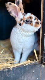 Standaard rex ram dalmatiner driekleur, Dieren en Toebehoren, Mannelijk, Middelgroot