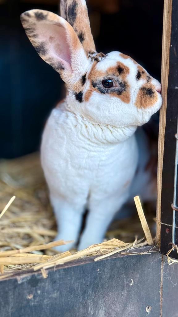 Standaard rex ram dalmatiner driekleur, Dieren en Toebehoren, Konijnen, Middelgroot, Mannelijk