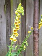 Zaden Digitalis grandiflora, Tuin en Terras, Bloembollen en Zaden, Ophalen of Verzenden, Voorjaar, Volle zon, Zaad