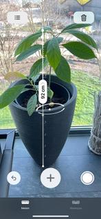 Avocado 3-tak plant incl kunststof sierpot, Huis en Inrichting, Kamerplanten, Minder dan 100 cm, Fruitplant, In pot, Volle zon