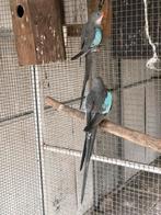 Mooi gezonde vogels ook nog 1wild kleur., Dieren en Toebehoren, Meerdere dieren